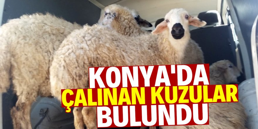 Çalınan kuzular polisin takibi sonrasında bulundu