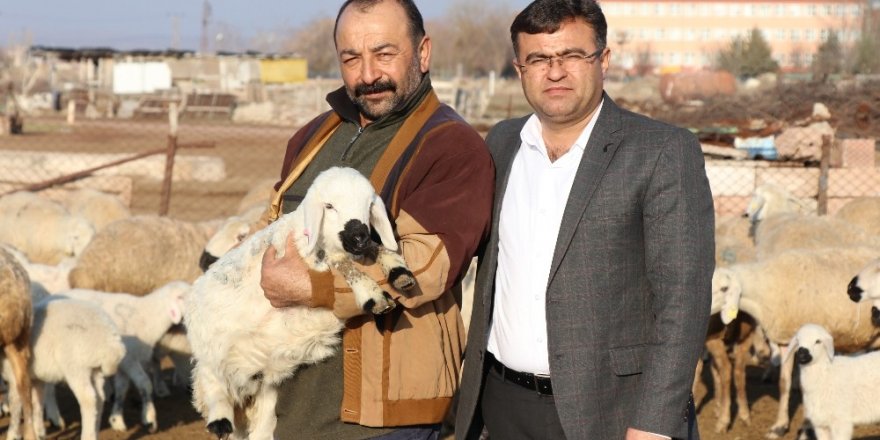Damızlık Koyun Keçi Yetiştiricileri Birliği Başkanı Aktürk: “Ata sporumuz güreş, ata mesleğimiz koyunculuk”