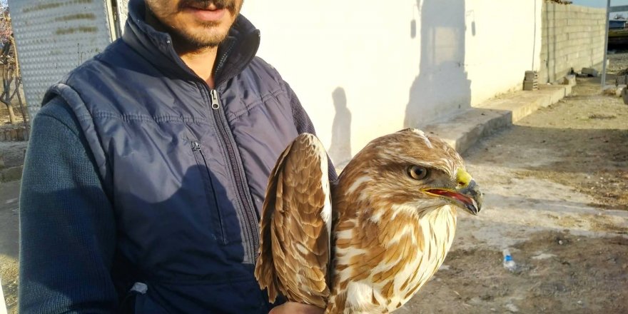 Konya'da yaralı kızıl şahin tedavi altına alındı