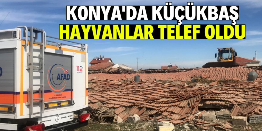 Çardağın çatısı çöktü, 29 küçükbaş hayvan telef oldu