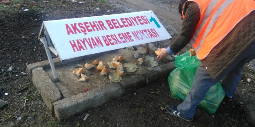 Akşehir’de sokak hayvanları unutulmuyor