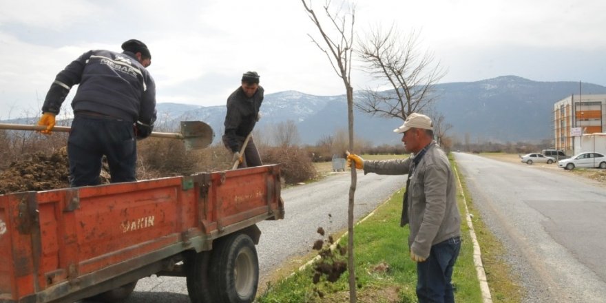 Akşehir’de ağaçlandırma ve budama çalışmaları sürüyor