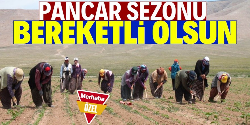 Tarlada pancar ekimi başladı