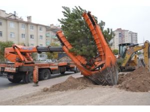 Belediye Ağaçları Taşıyarak Kesilmesini Önledi