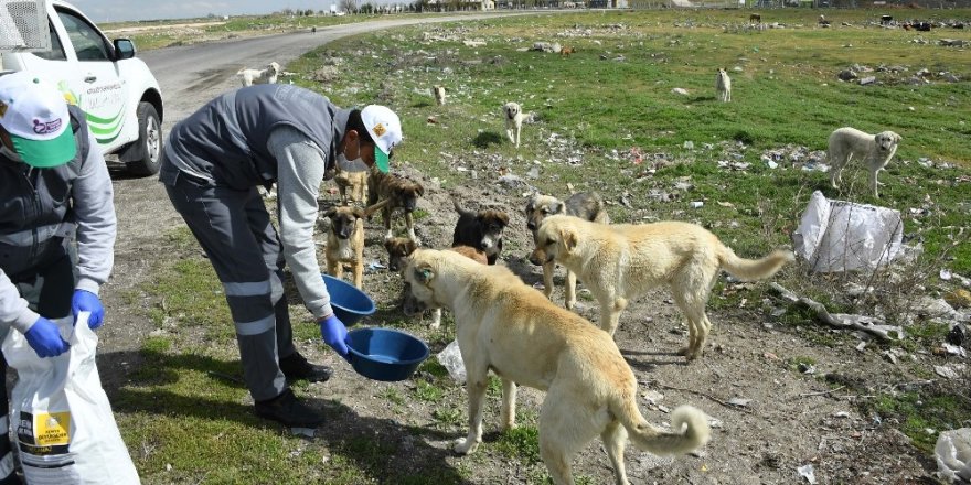 Konya’da sokak hayvanlarını beslemek için ek tedbir alındı