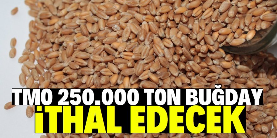 TMO, 250 bin ton buğday ithal edecek!