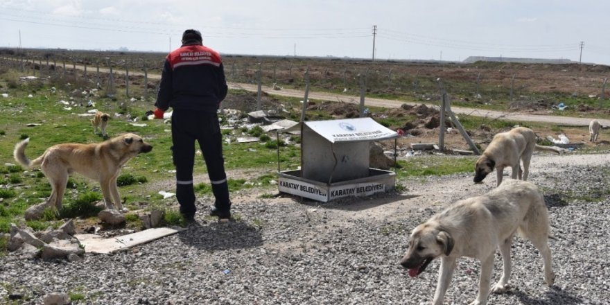 Sokak hayvanları sahipsiz bırakılmadı