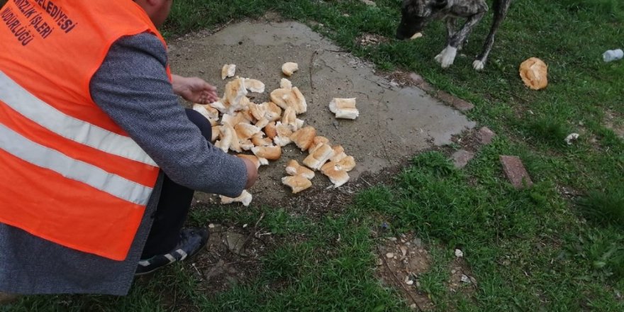 Akşehir’de sokak hayvanlarına mama desteği