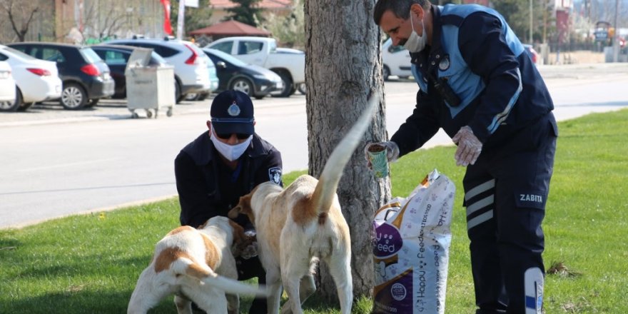 Sokak hayvanlarına yiyecek desteği