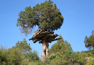 Ayılara karşı hanay