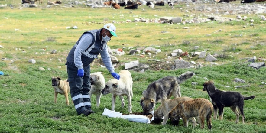 Konya Büyükşehir sokak hayvanları için yemek atıklarından mama üretecek