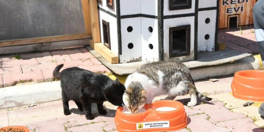 Konya’da sokak hayvanları aç kalmıyor