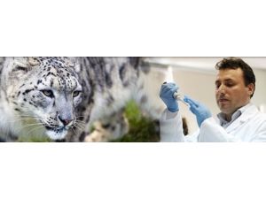 Öldürülen Leopar, İran Parsı Çıktı