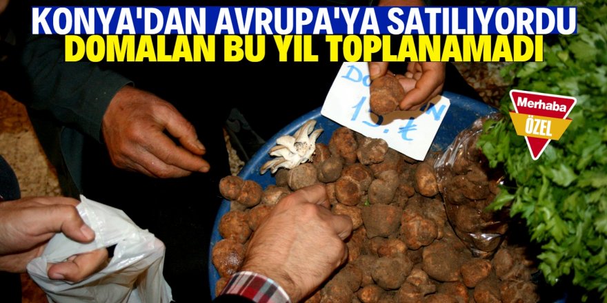 Domalan bu yıl arazide kaldı