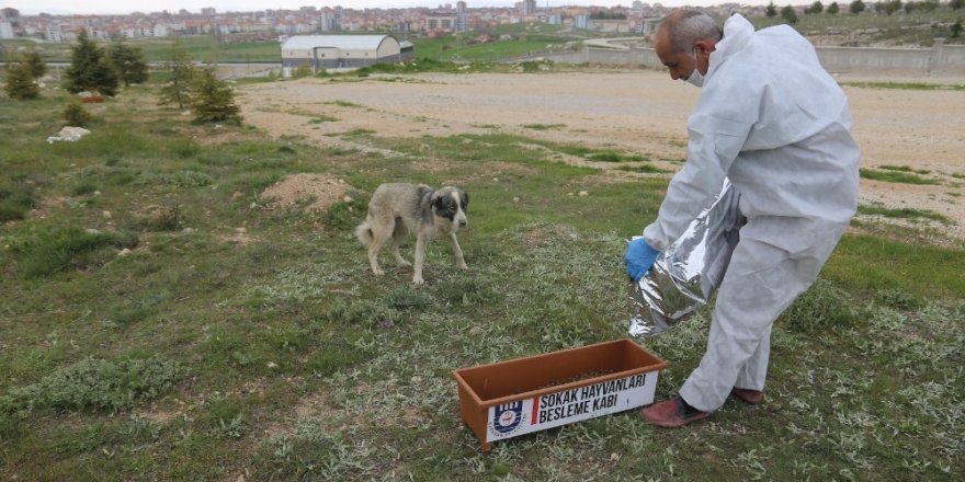 Karaman Belediyesi sokak hayvanlarını unutmadı
