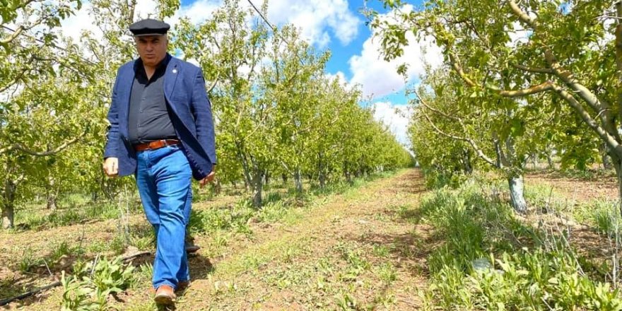 Ziraat Odası Başkanı Bayram: “Dolu üç köyümüzde ekili araziler ve elma bahçelerine ciddi zarar verdi”