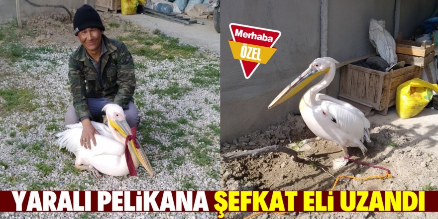 Yaralı pelikan tedavi altına alındı