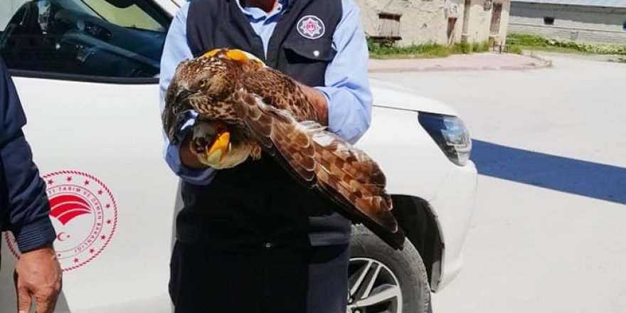 Konya’da yaralı halde bulunan şahin koruma altına alındı