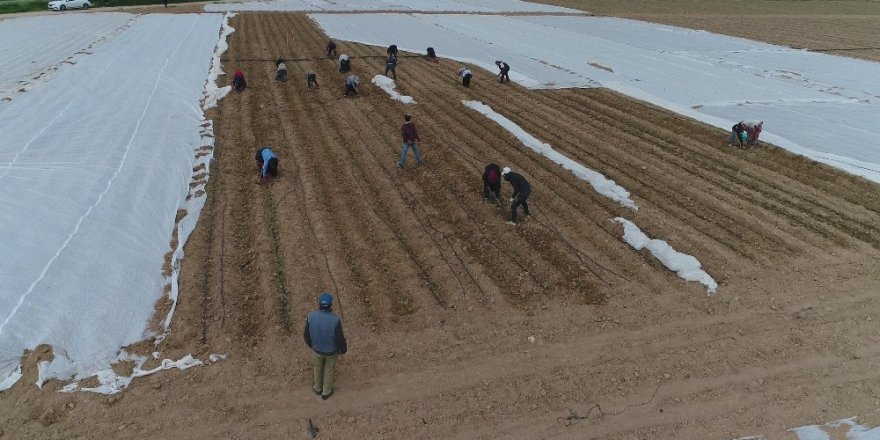 Konya’da tarlalarda çapa mesaisi başladı