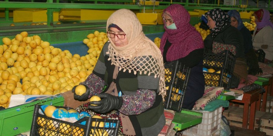 Limon üreticilerinin tepkisi karşılık buldu! Limon ihracatına izin