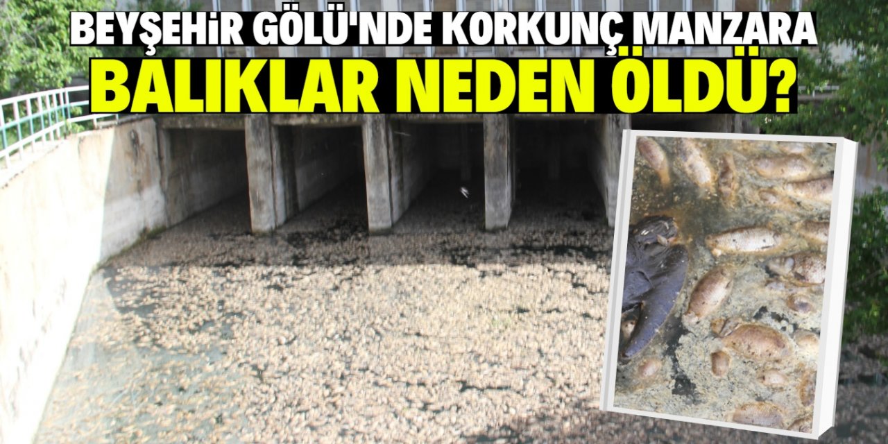 Konya Beyşehir Gölü'nde toplu balık ölümleri!