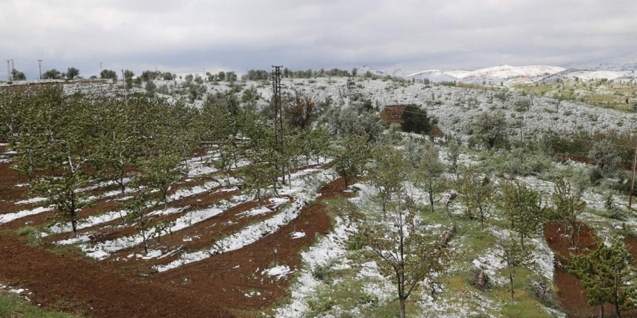 Hadim'e yağan kar kiraz bahçelerini vurdu