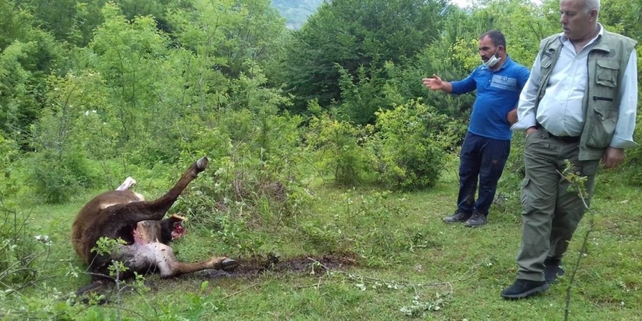 Köye inen aç kurtlar ineği telef etti