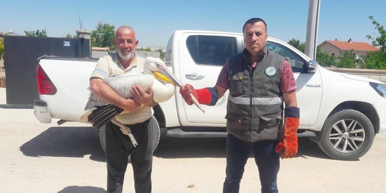 Konya’da yaralı pelikan koruma altına alındı