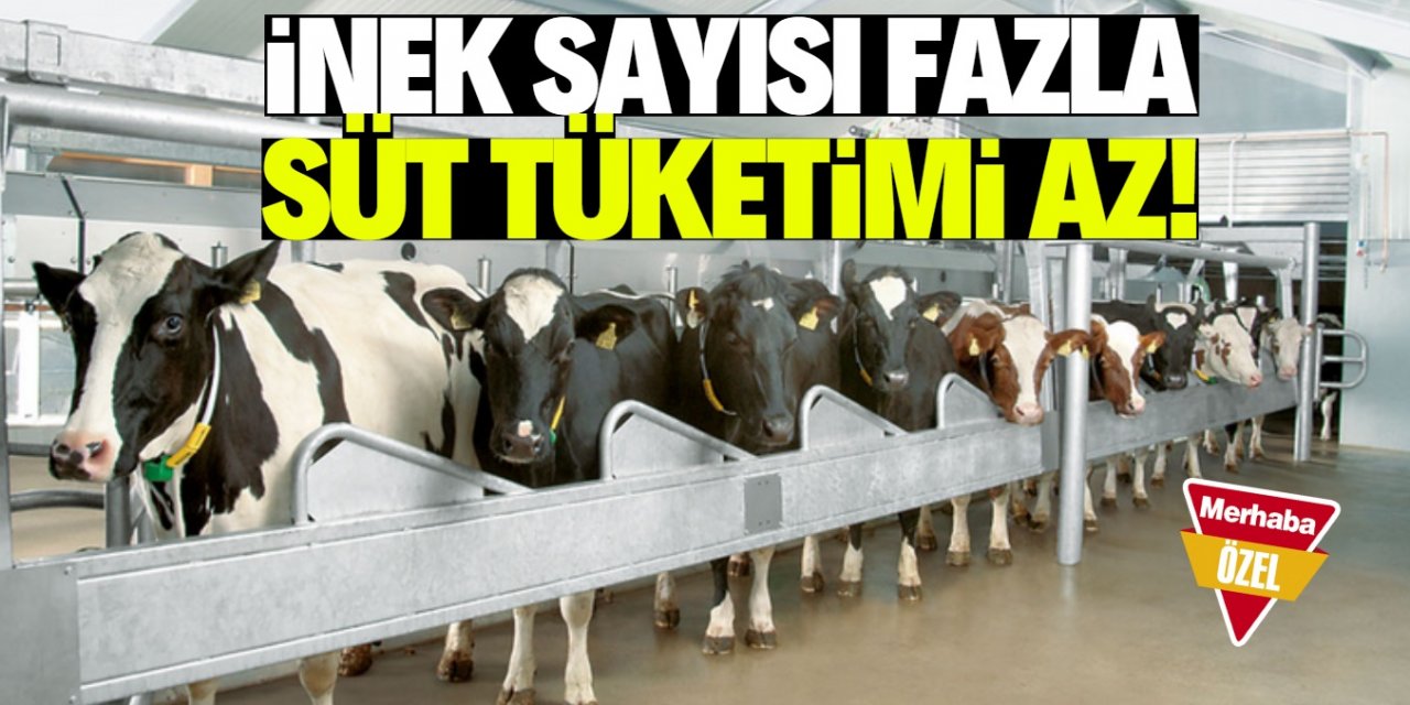 Süt fiyatlarındaki uçurum bütçeyi zorluyor!