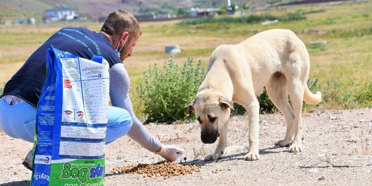 Aksaray Belediyesi sokak hayvanları için mama ve su desteği sağlıyor