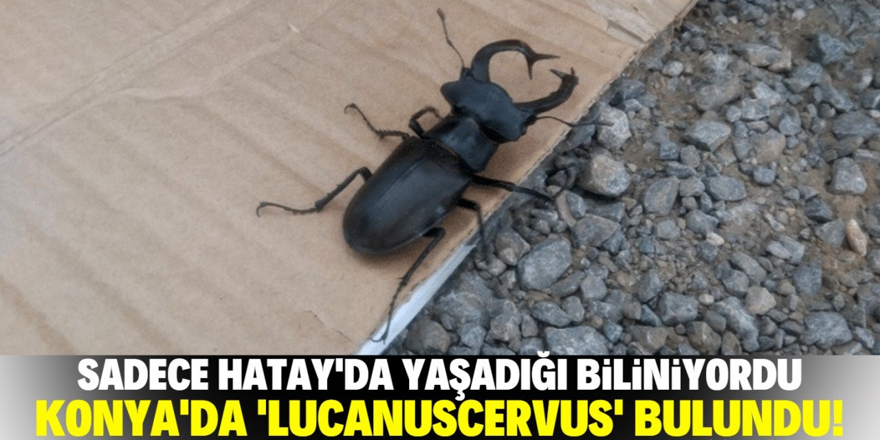 Konya’da nesli tükenmekte olan "Lucanuscervus" bulundu!
