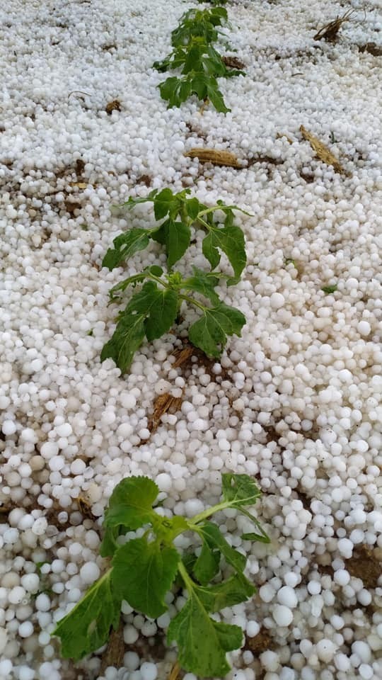 Karaman’da zeytin büyüklüğünde dolu, ekili arazilere zarar verdi