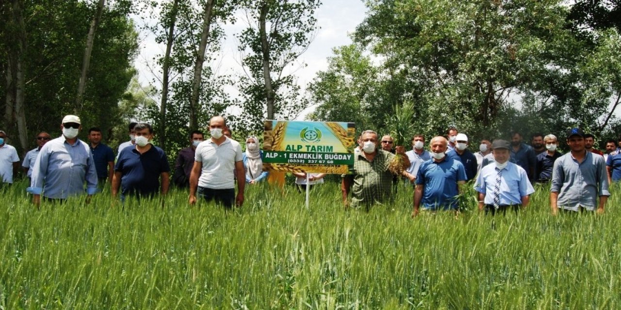 Konya'da yetiştirilen yerli ve milli buğday tohumu çiftçiyle buluştu