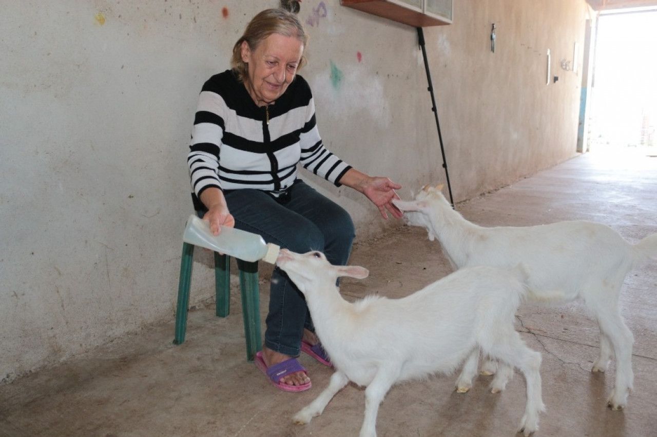 Şehir hayatından bunaldı! 200 keçi satın alıp çiftlik kurdu