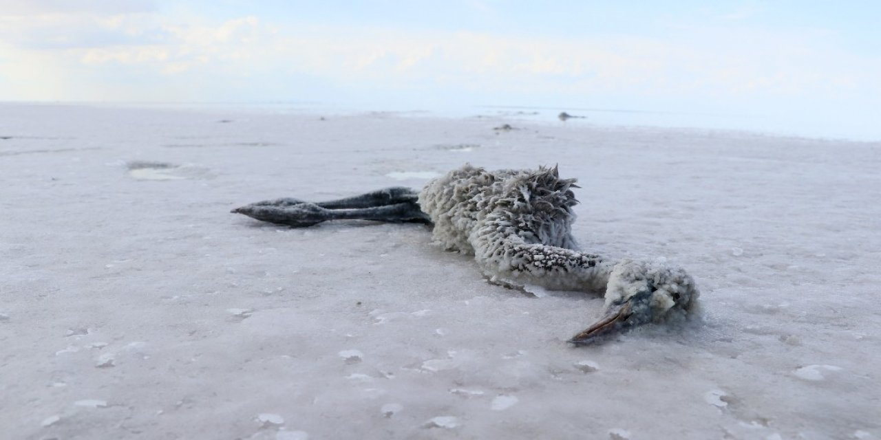 Tuz Gölü’nde yüzlerce flamingo ölü bulundu!