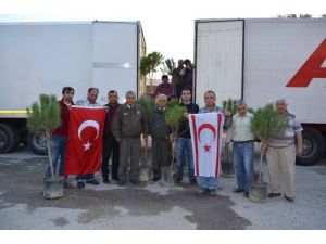 Türkiye’den Kktc'ye Bin Fidan Gönderildi