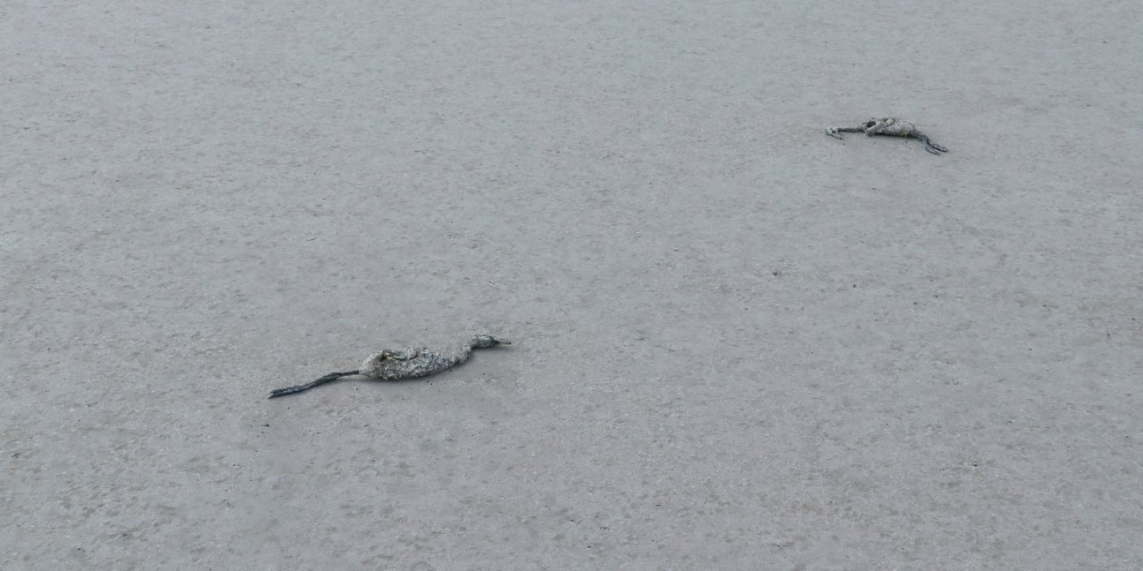 Tuz Gölü'nde sular çekiliyor flamingolar ölüyor!