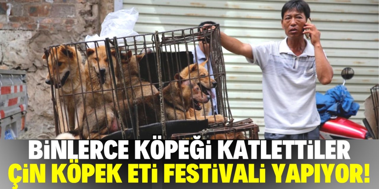 Çin köpek eti festivalinden vazgeçmiyor!