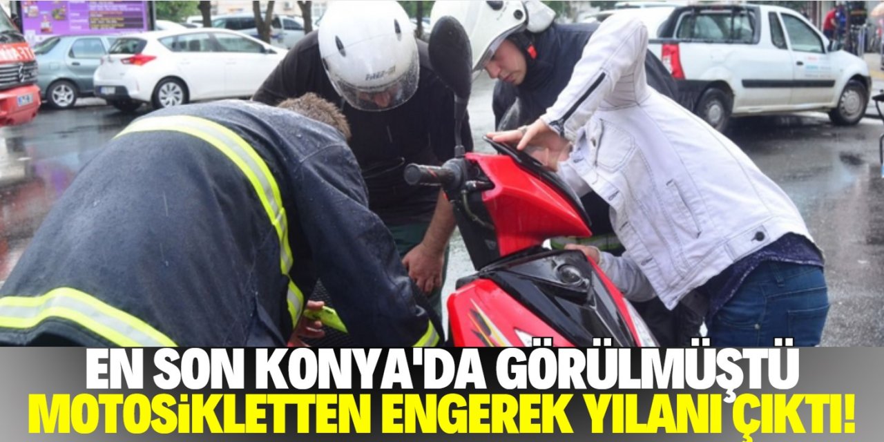 Konya'da da korkutmuştu! Motosikletin içinden engerek yılanı çıktı!