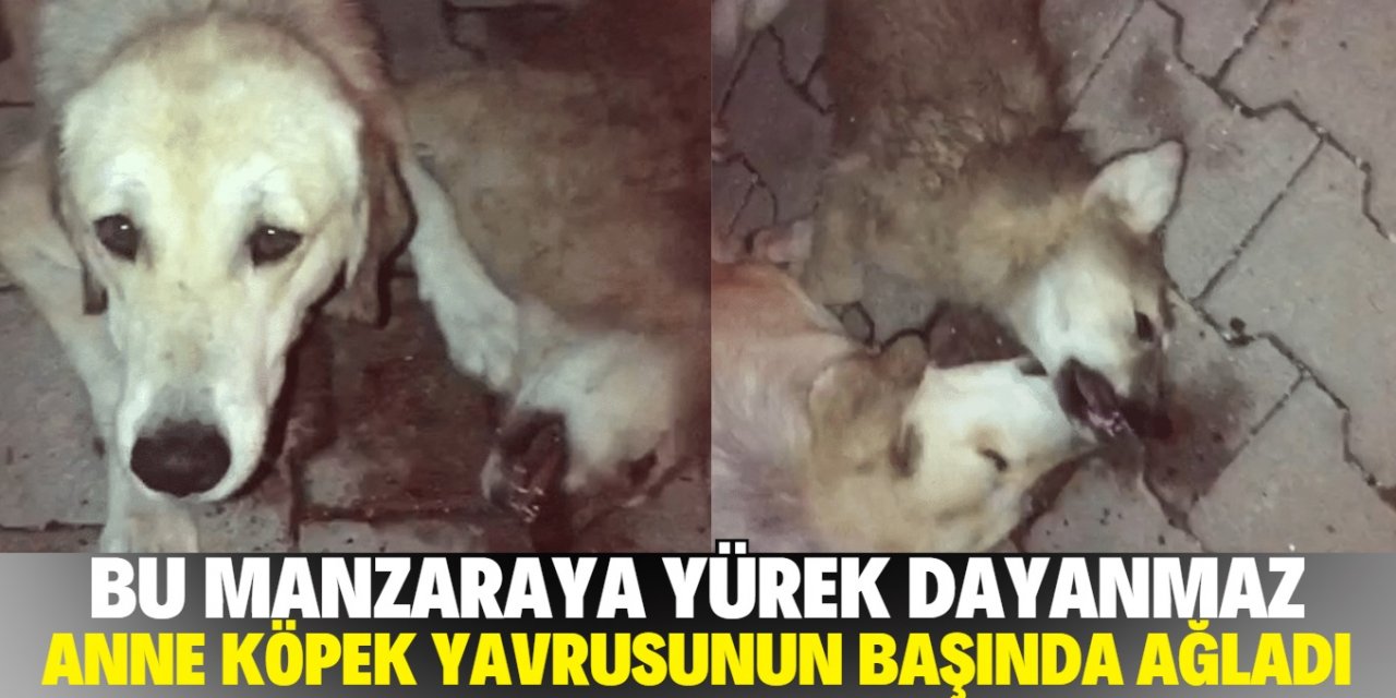 Konya'da köpeğin yavrusunu öldürdüler! Annesi başında ağladı