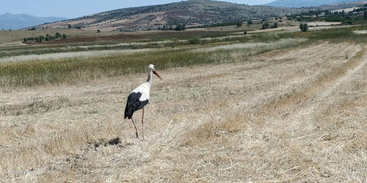 Konya'da leyleklerin böcek nöbeti devam ediyor