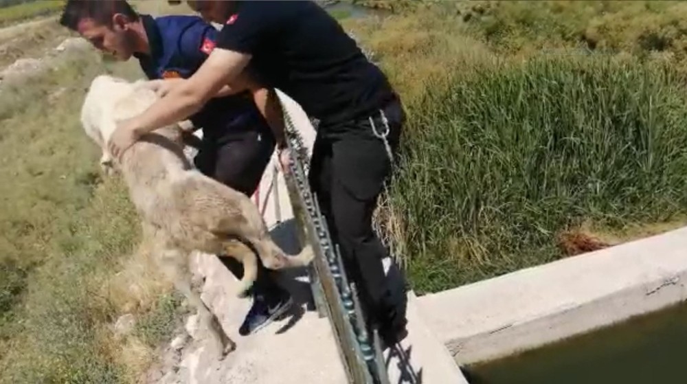 Kanal kenarında mahsur kalan köpeği itfaiye kurtardı