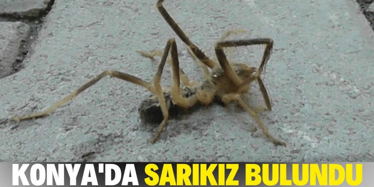 Konya’da et yiyen örümcek "Sarıkız" bulundu