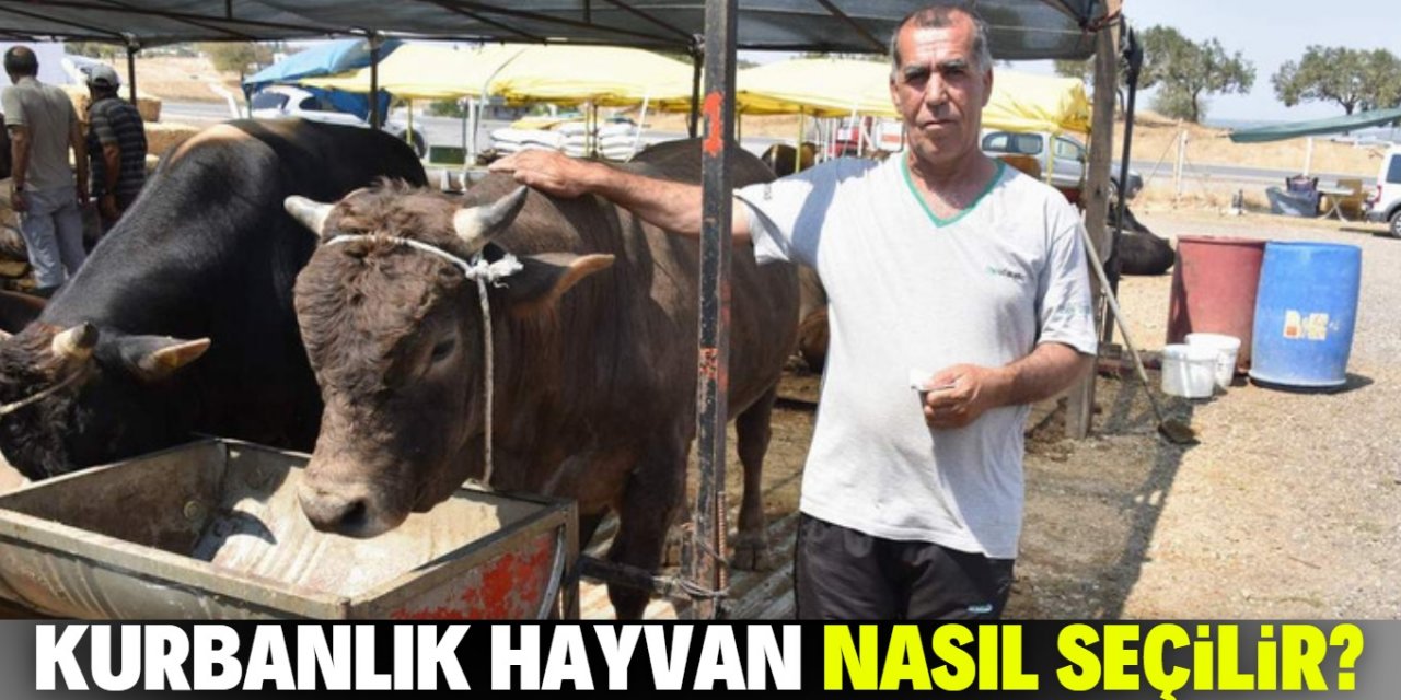 Kurbanlık hayvan seçerken bunlara dikkat edin