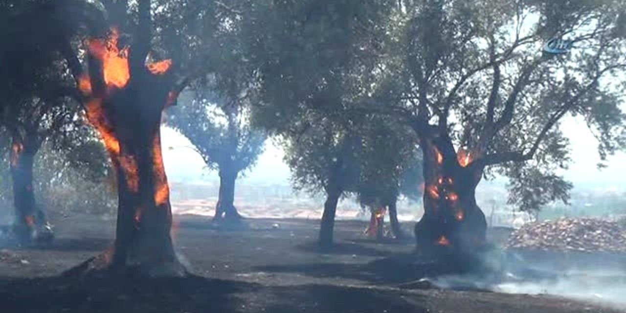 İsrailli işgalciler Filistinlilere ait yüzlerce zeytin ağacını yaktı