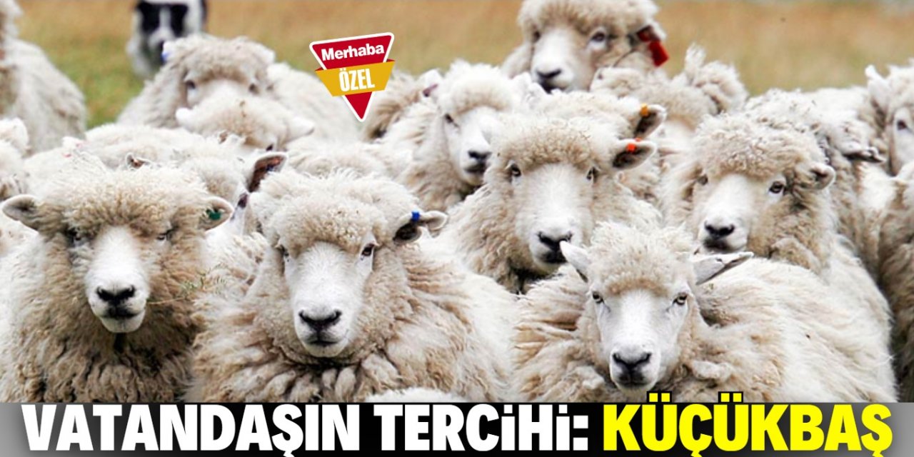 Konya'da vatandaşın tercihi küçükbaş oldu