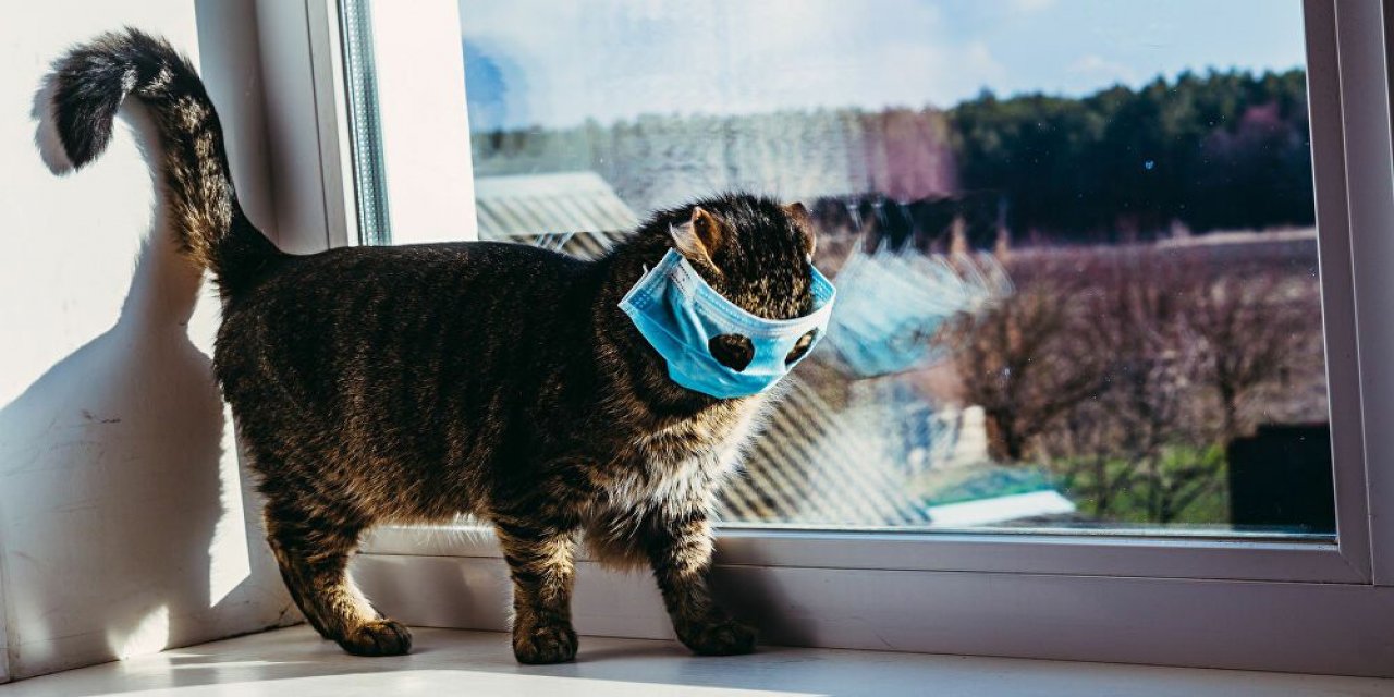 İngiltere'de bir kedide koronavirüs tespit edildi