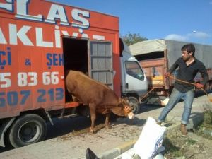 8 Saati Aşan Sevkıyat İçin Hayvanlara Özel Dinlenme Tesisleri Kurulacak