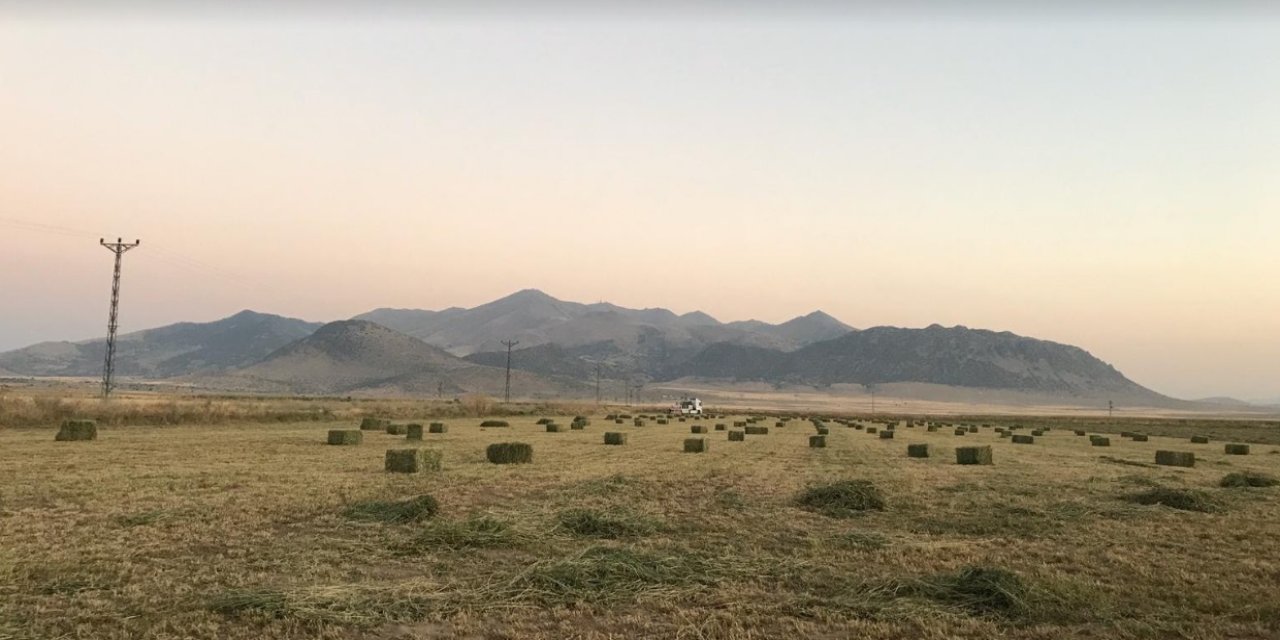 Konya Ovası’nda yonca tarımı yaygınlaştı