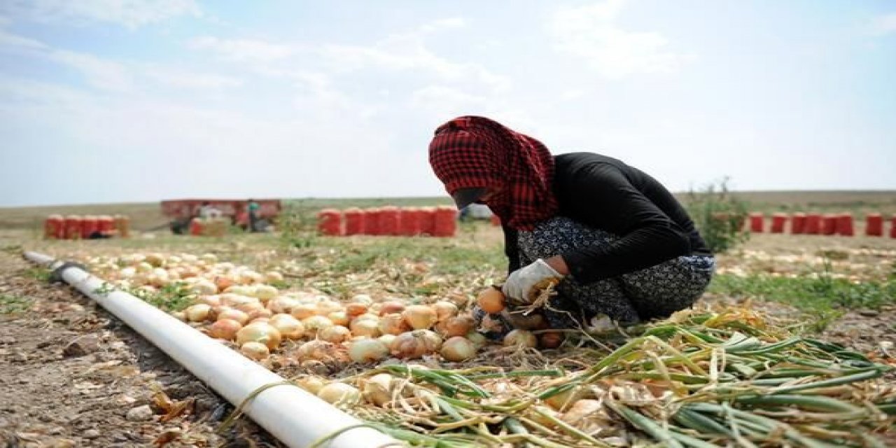 Ankara Polatlı'da ürünler kuruyor herkes seyrediyor